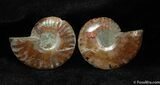 Small Cleoniceras Ammonite Pair #398-1